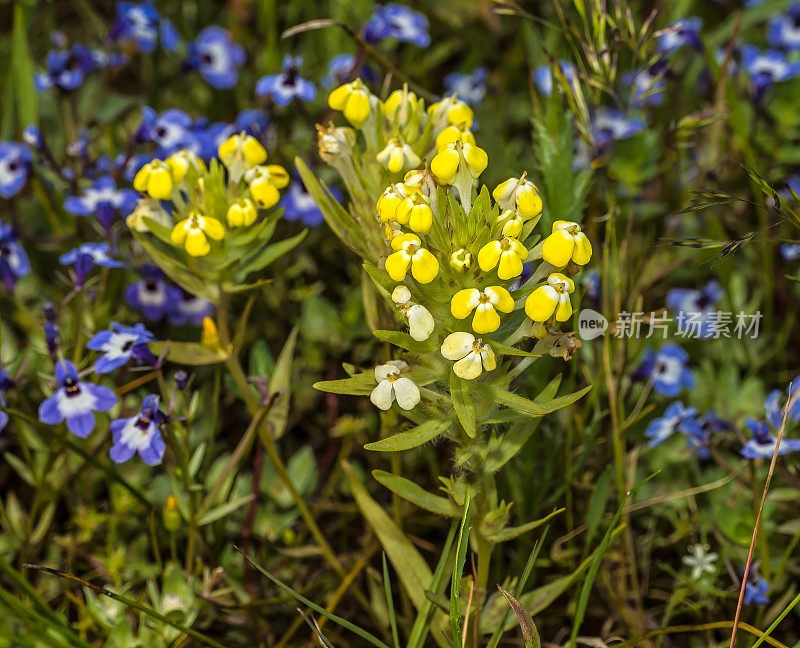 Castilleja campestris是一种印度画笔，俗称春水池印度画笔。杰普森草原保护区，加利福尼亚。列当科